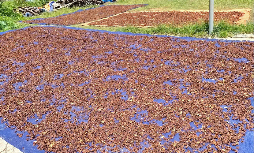 Drying Vietnamese star anise flower