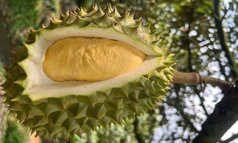 Durian from Vietnam