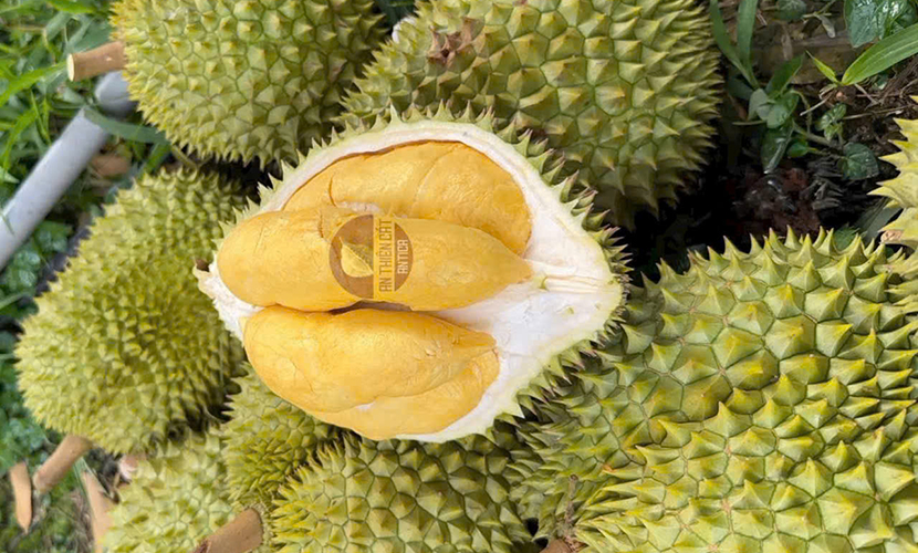 Fresh durian from Vietnam