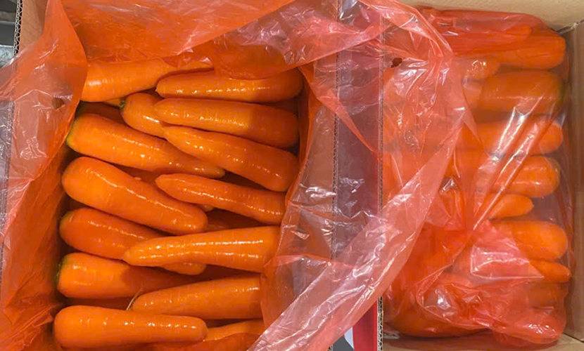 Vietnamese carrot for export