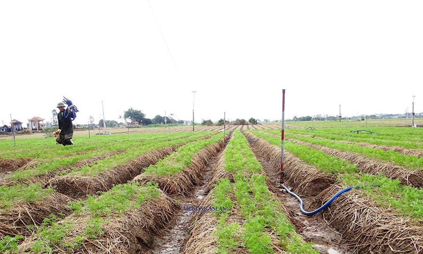 Vietnamese carrot trees