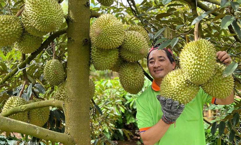 Vietnamese durians