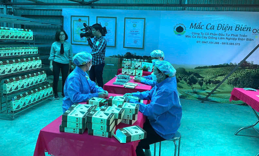 Vietnamese macadamia factory