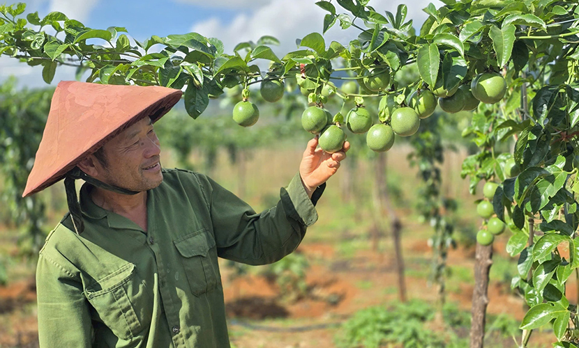 Vietnamese passion fruit farm