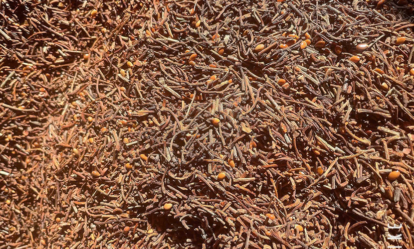 Vietnamese star anise stems