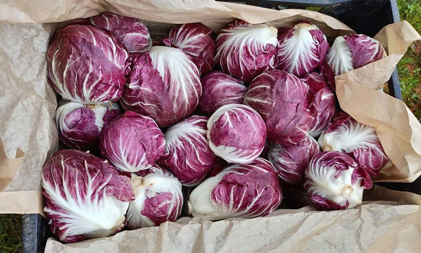 Violet cabbage from Vietnam