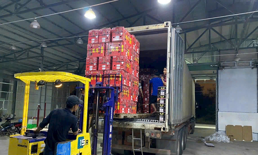 Loading dragon fruits for export