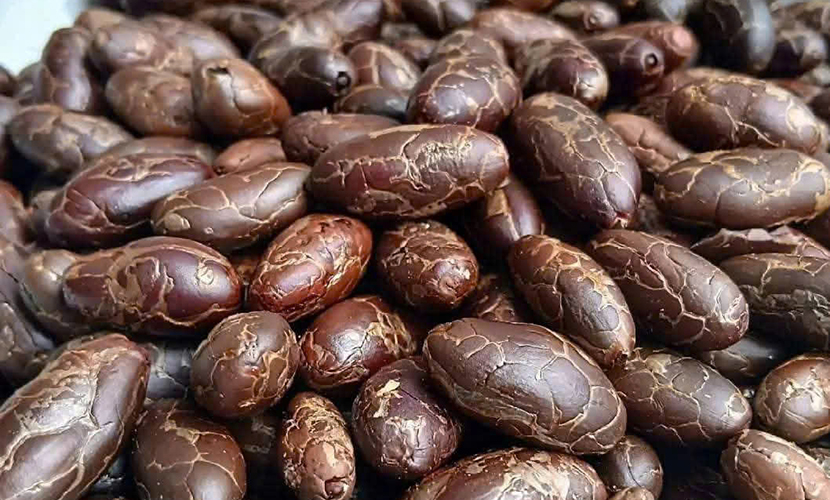 Vietnamese cocoa exports