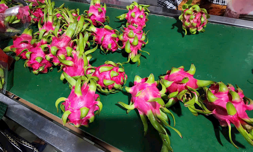 Vietnamese dragon fruits