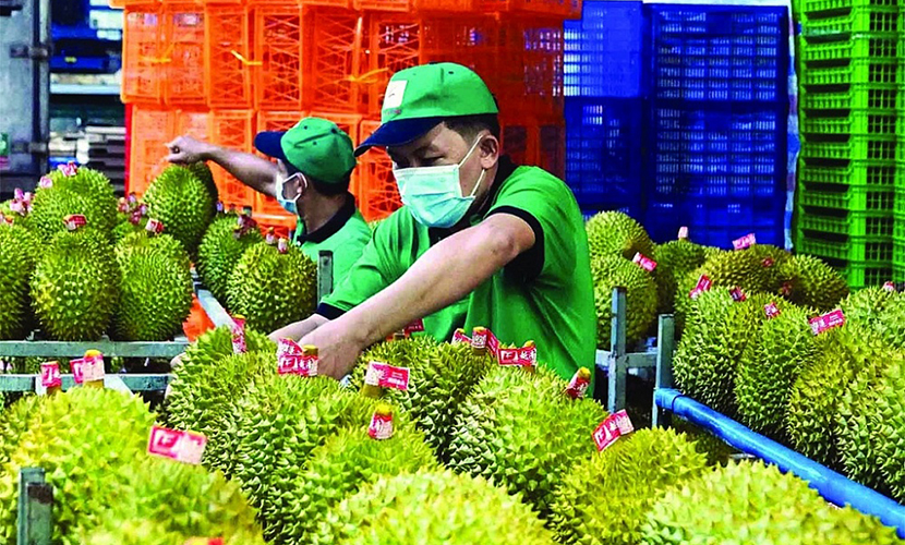 Durian - a Vietnamese agricultural product