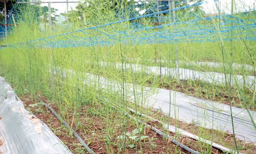 Organic asparagus cultivation