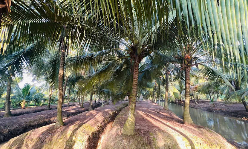 Vietnam's coconut trees