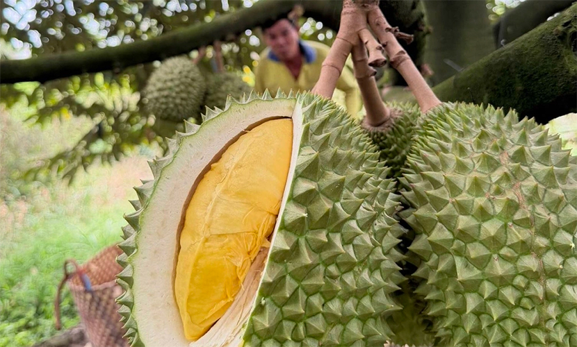 Vietnam durian exports