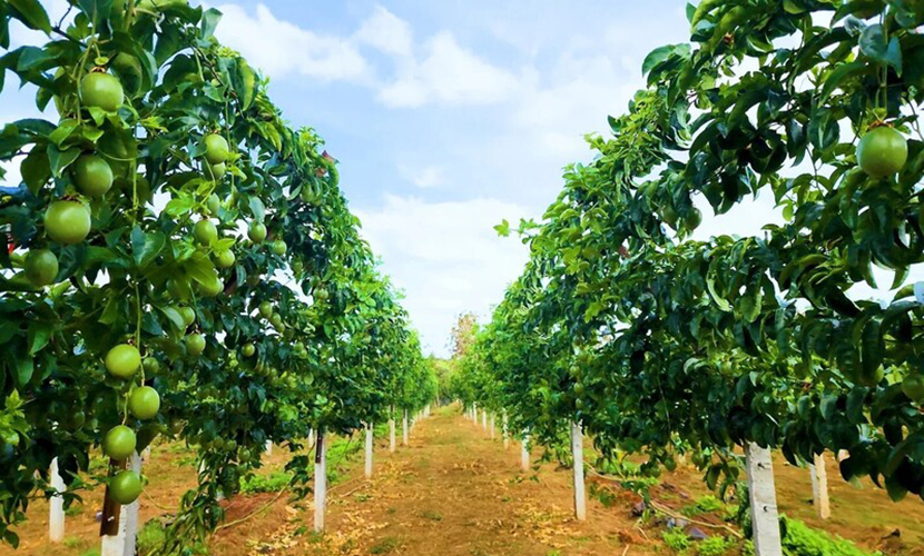 Vietnam fruit and vegetable exports