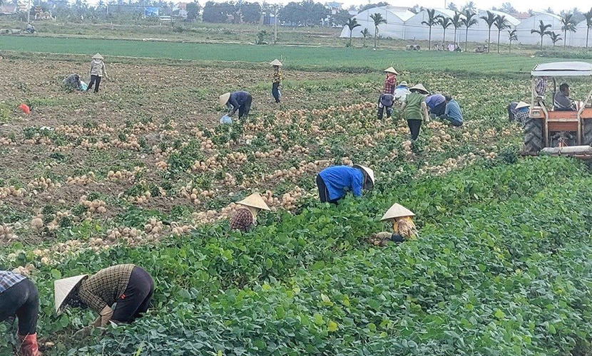 Vietnam's jicama cultivation