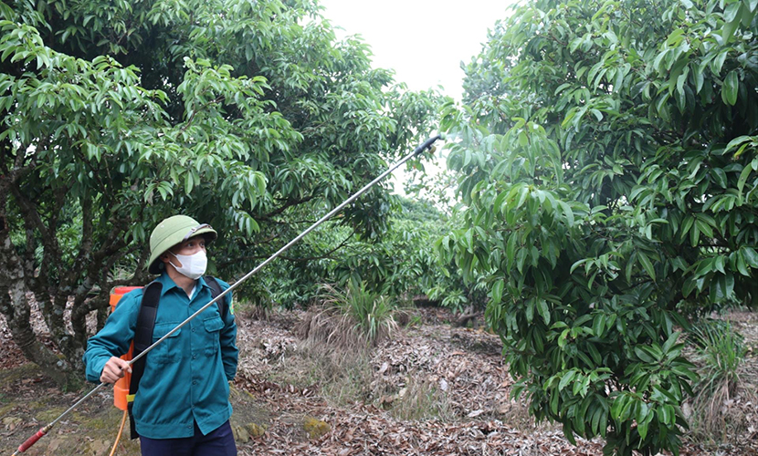 Vietnam's lychee garden