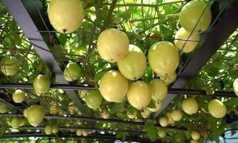 Vietnam's passion fruits