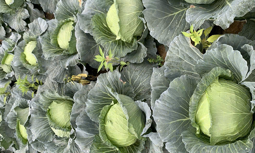 Vietnamese cabbage exports