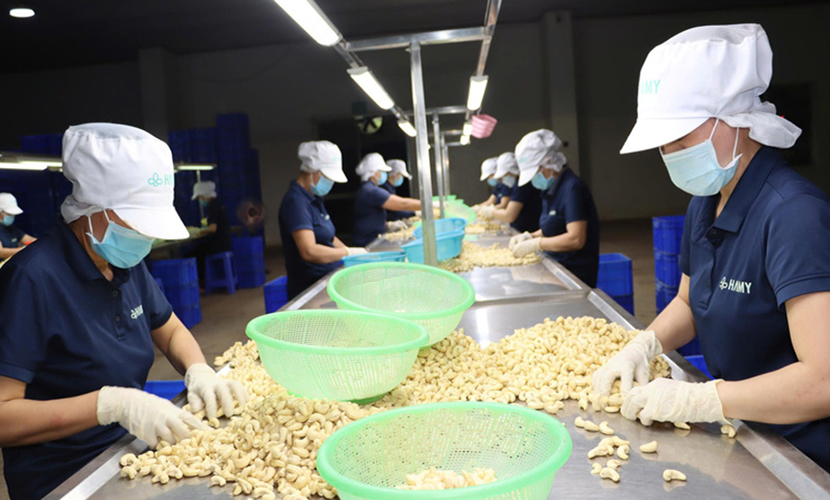 Vietnamese cashew factory