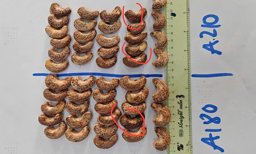 Vietnamese cashew industry