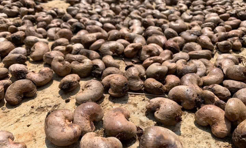Vietnamese cashew materials