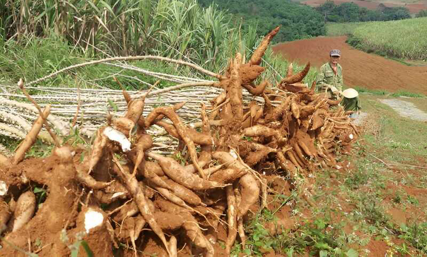Vietnamese cassava harvesting