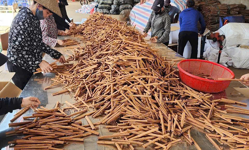 Vietnamese cinnamon factory