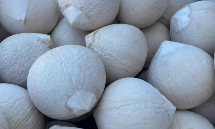 Vietnamese coconut exports