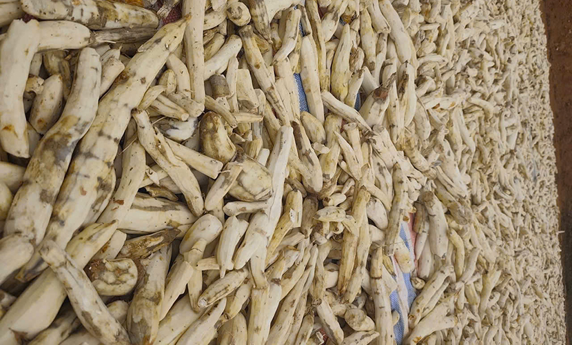 Fresh cassava from Vietnam