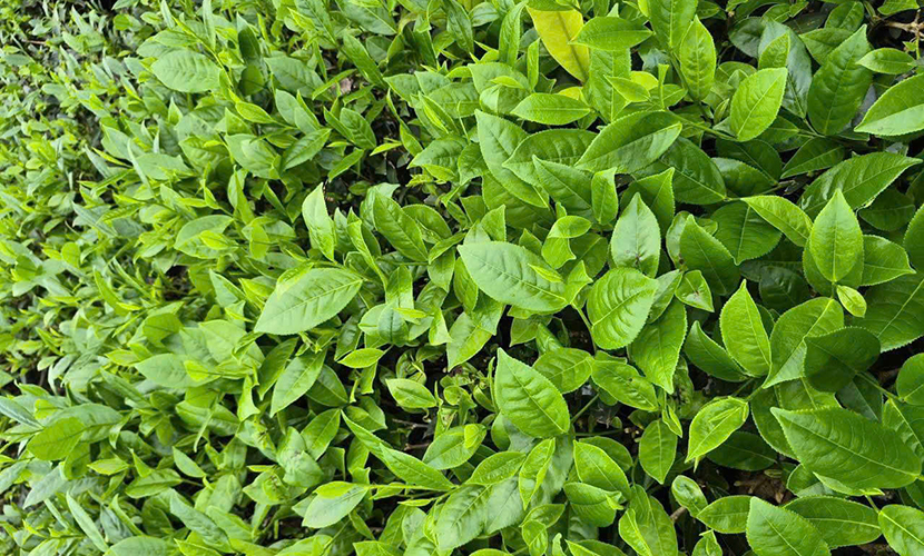 Vietnamese fresh tea