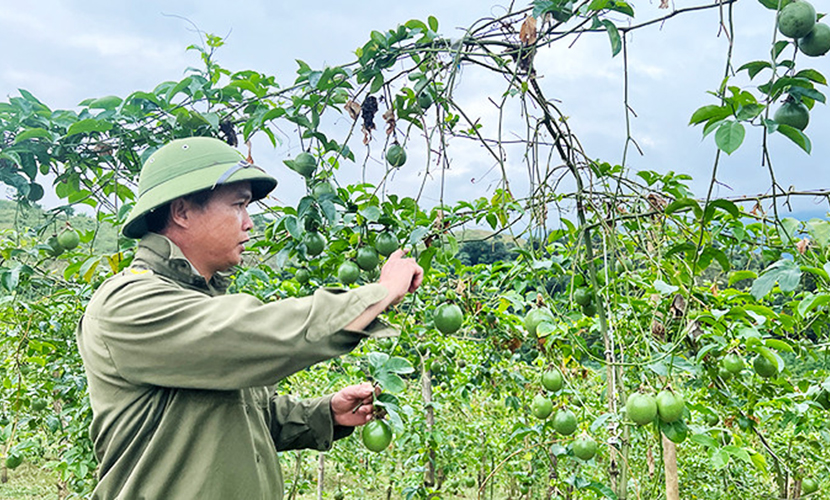 A farm of Vietnam's passion fruits