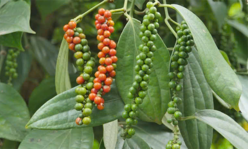 Vietnamese pepper exports