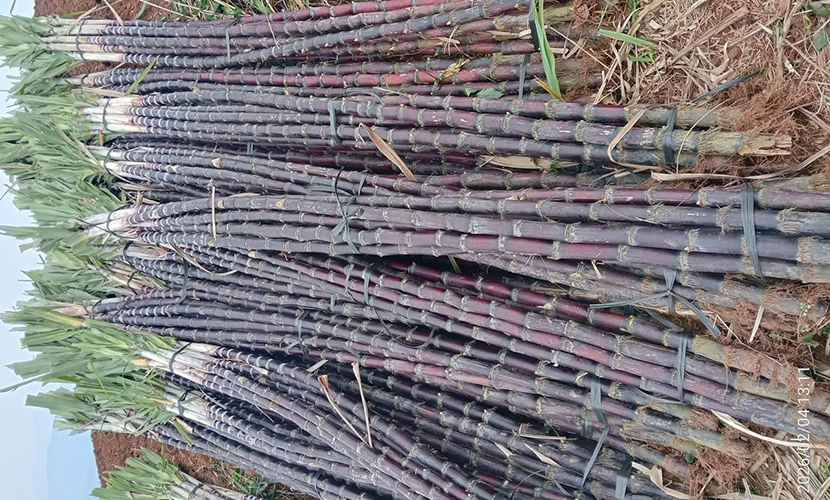 Vietnamese purple sugarcane