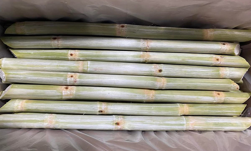 Vietnamese sugarcane trees