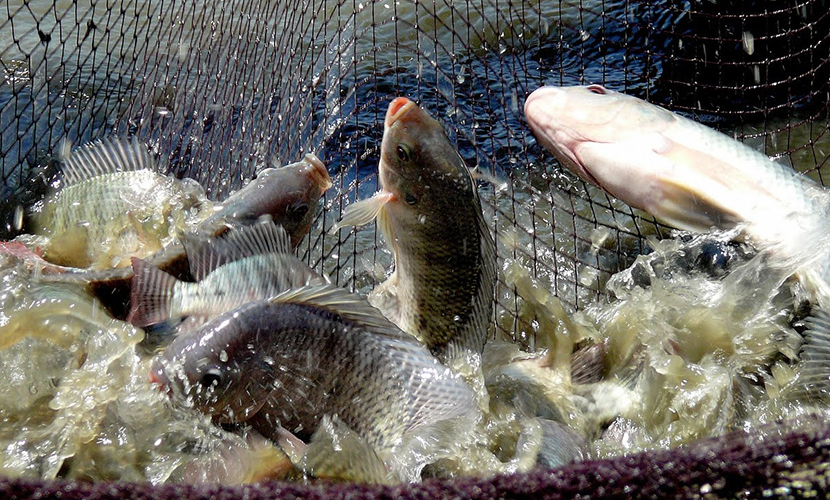 Vietnamese tilapia