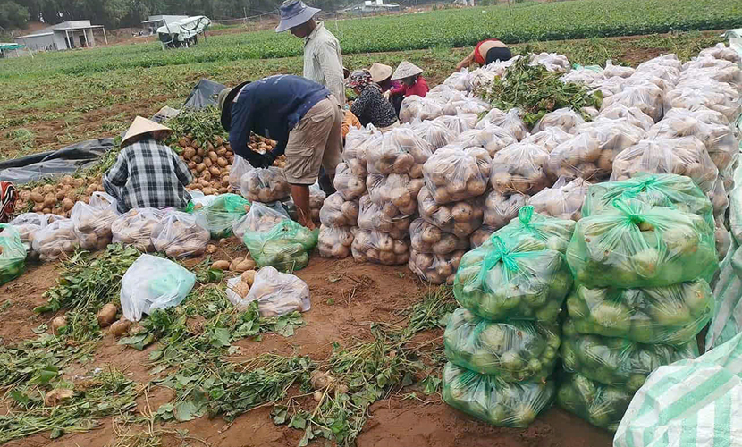 Harvesting Vietnam's yam bean