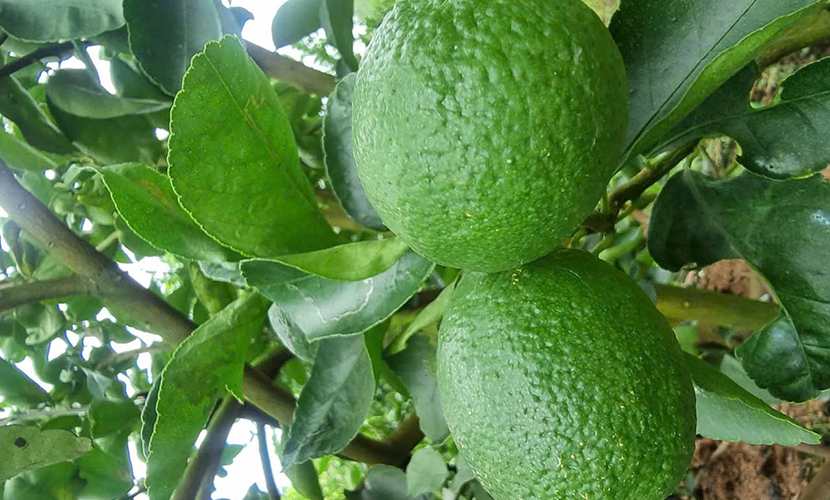 Vietnam's fresh lemons