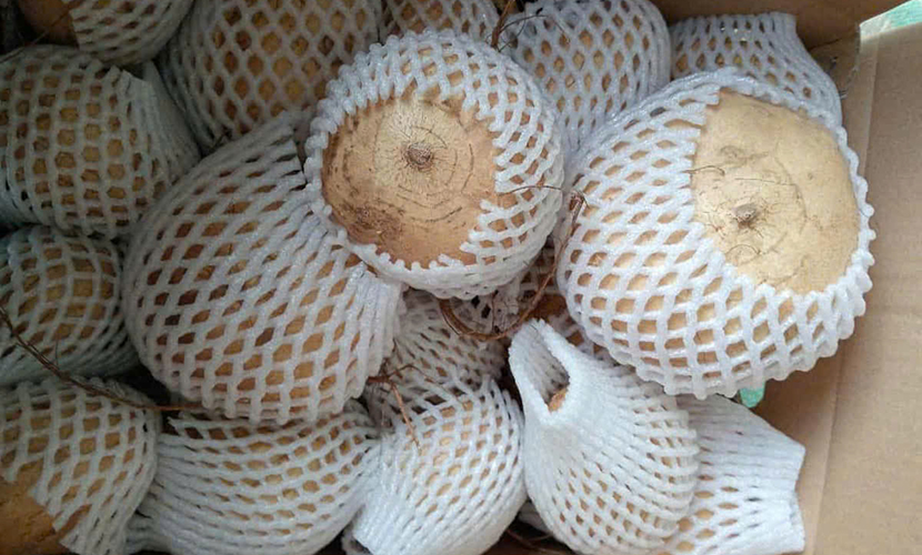 Vietnam's yam bean exports