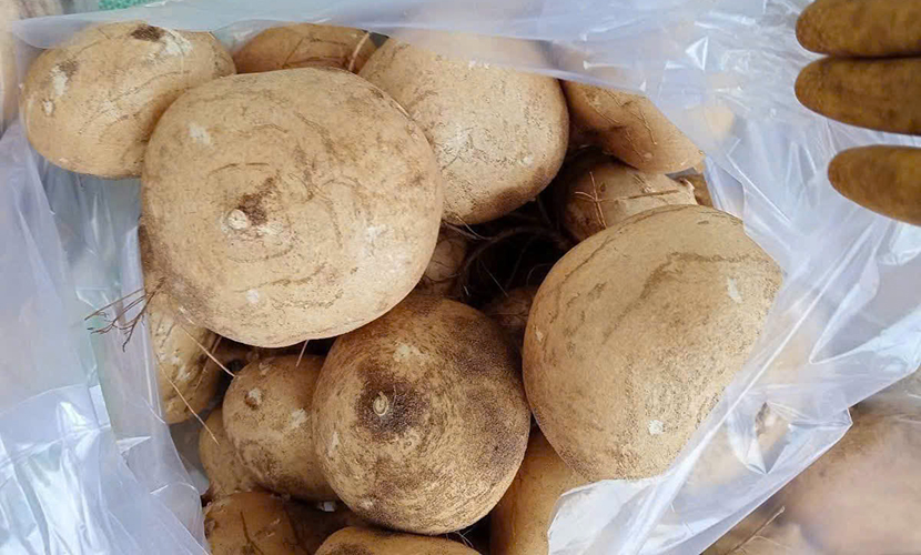 Vietnam's yam bean materials