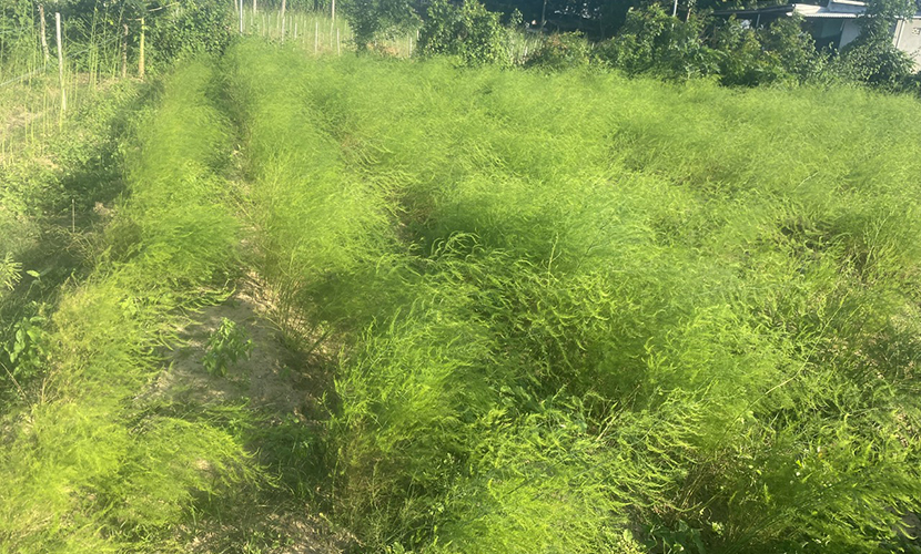 Vietnamese asparagus farm