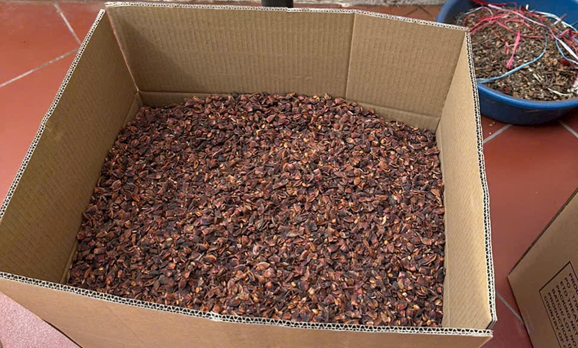 Vietnamese broken star anise