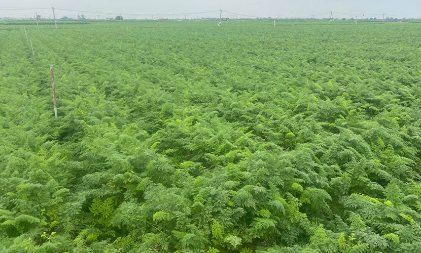 Vietnamese carrot farms