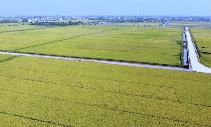 Vietnamese rice farms