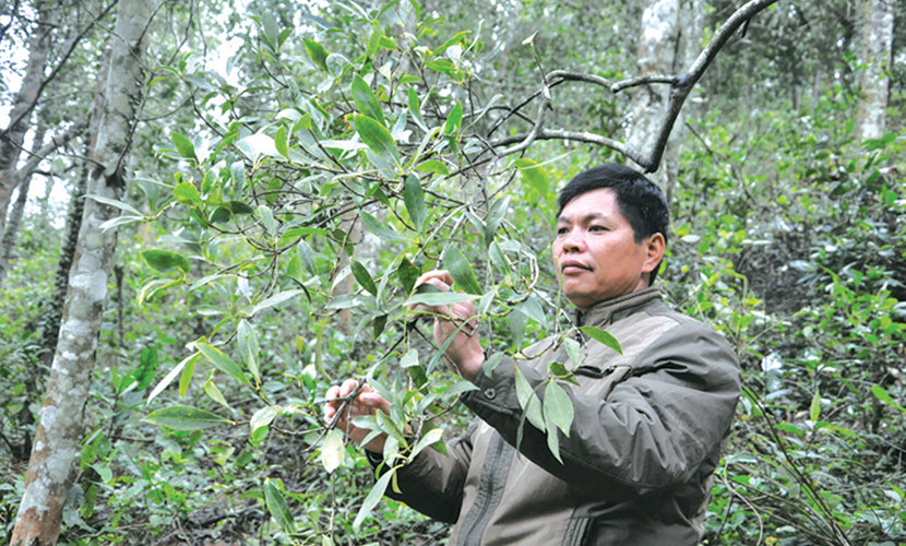 Vietnamese star anise forest