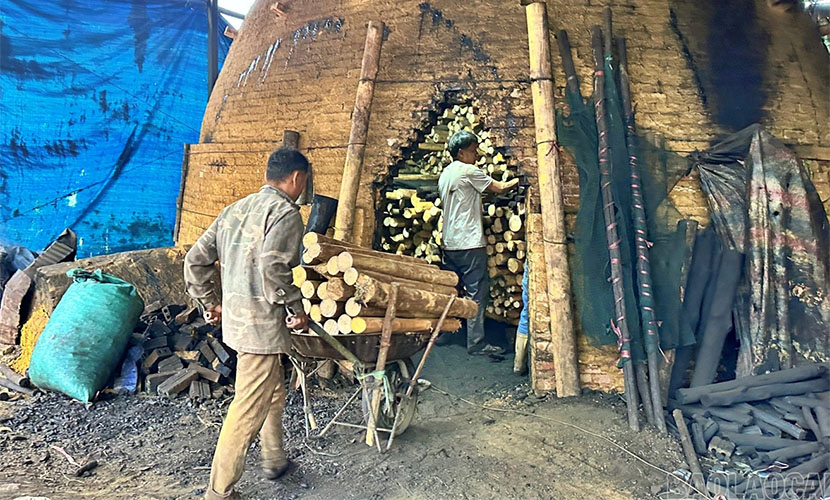 Put cinnamon wood into the kiln