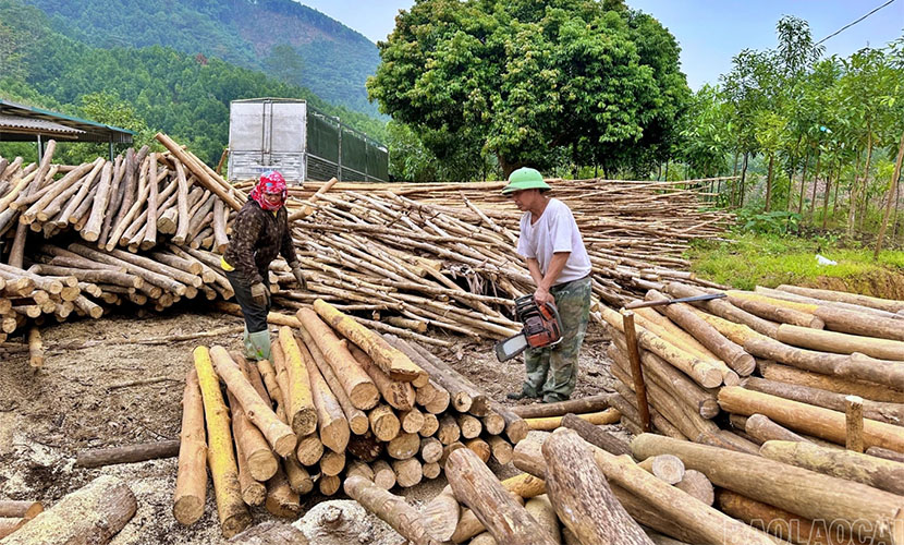 Materials for Vietnamese cinnamon charcoal