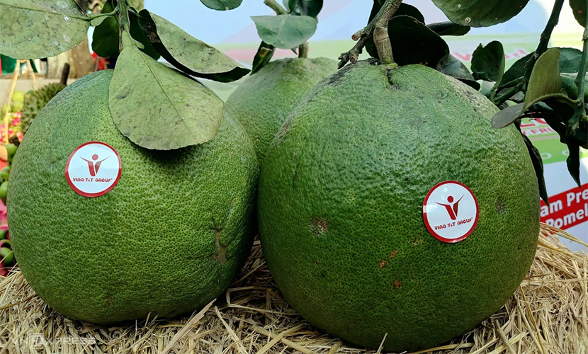 Vietnamese green-skinned pomelos