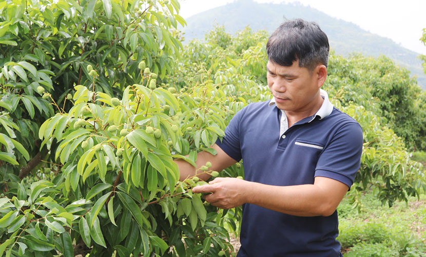 Bac Ninh lychee farm