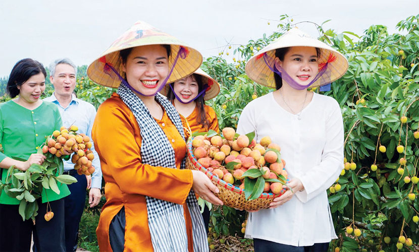 Bac Ninh lychee