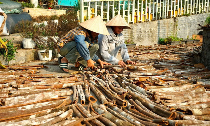 Drying skinned cinnamon products